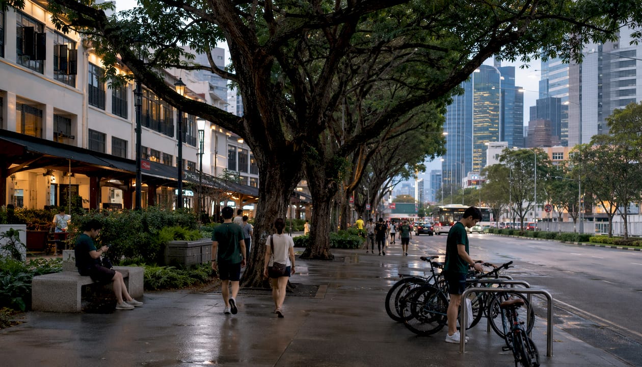 Shady urban street with rain trees in Singapore