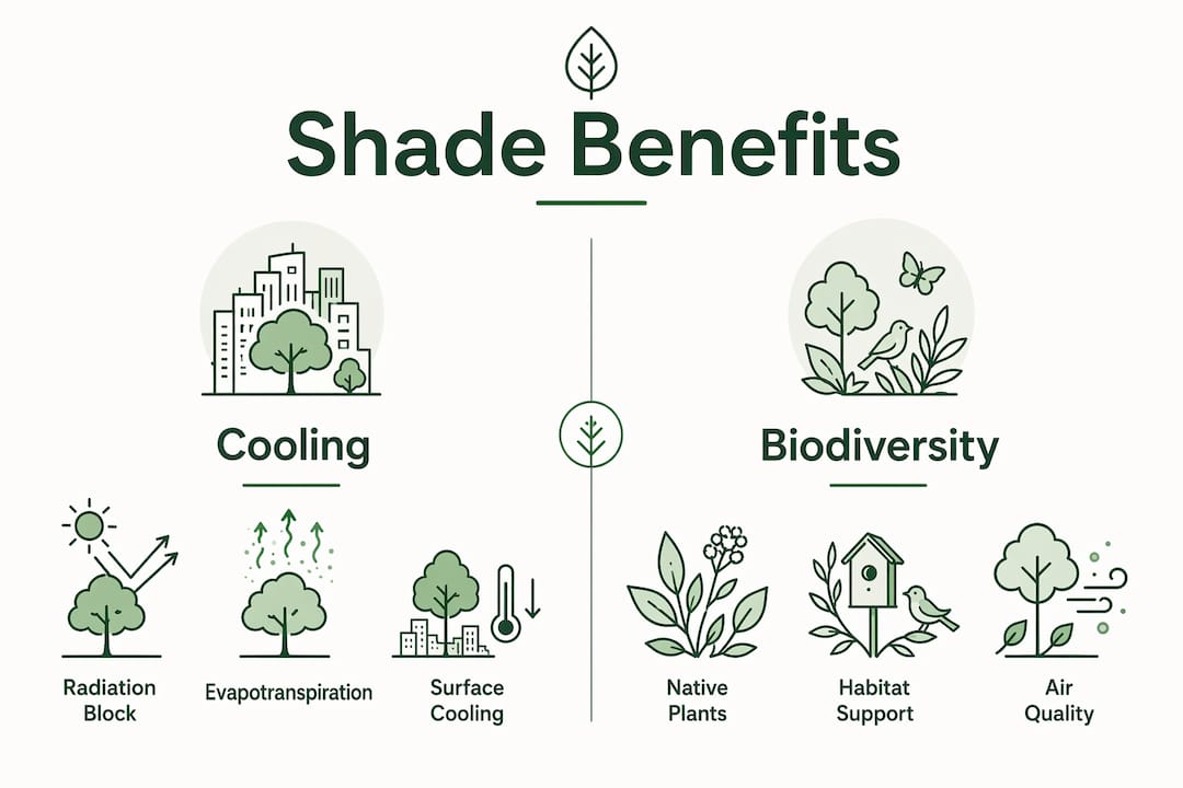Infographic showing shade benefits for cooling and biodiversity