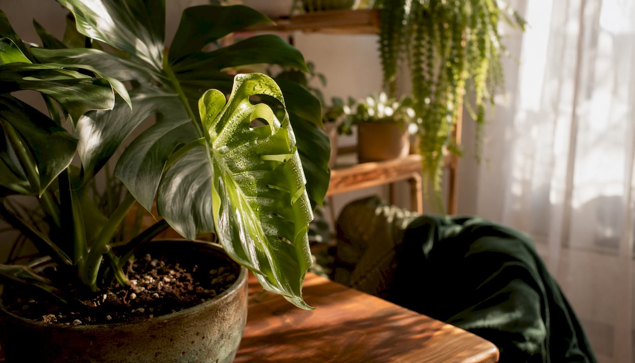 Close-up of Monstera new leaf unfurling indoors