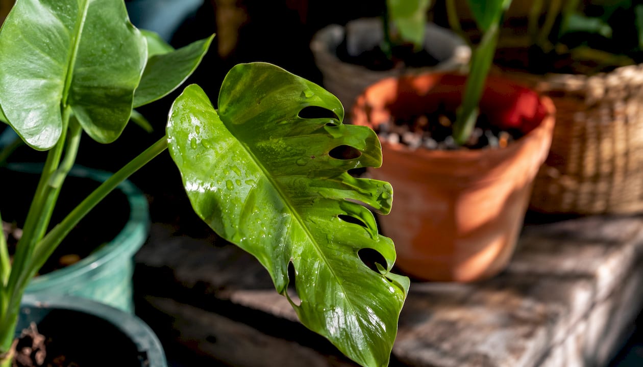 Young aroid leaf forming fenestration holes