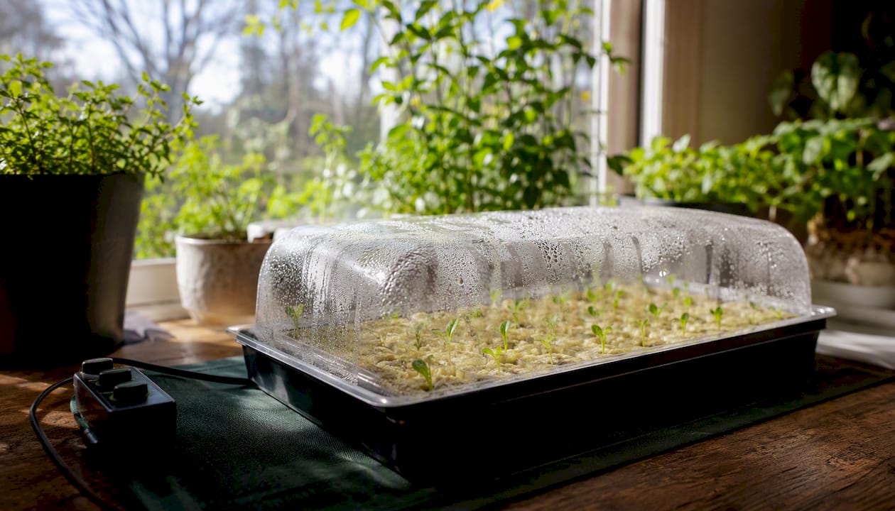 Seedlings growing on heat mat indoors