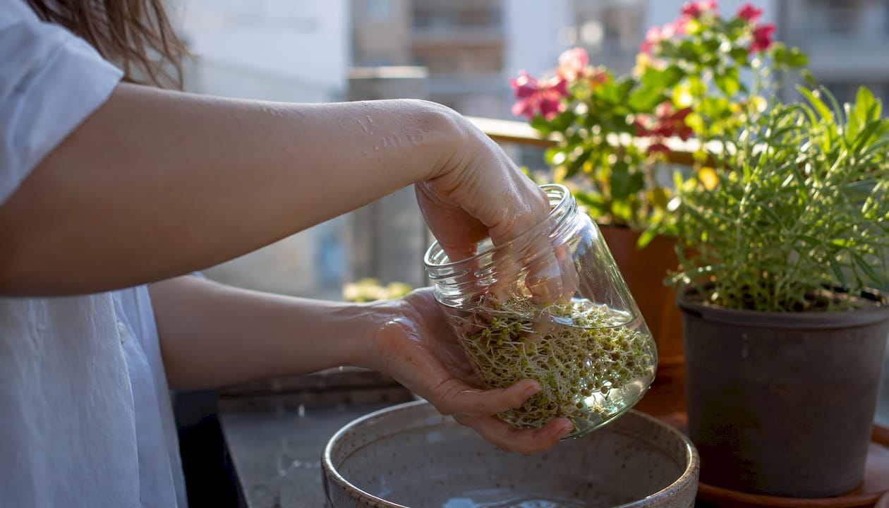 Rinsing sprouts in a glass jar