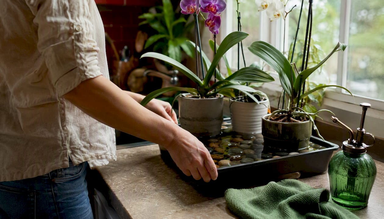 Hands building orchid humidity tray with gravel