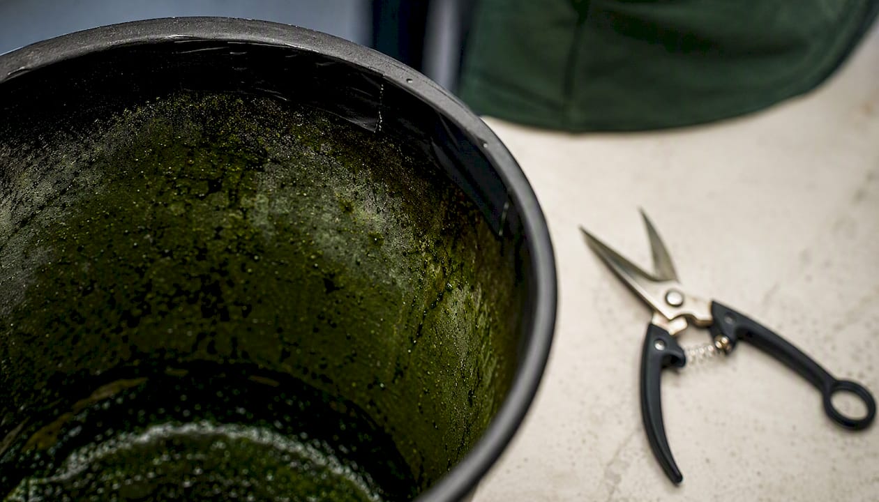 Algae growth inside hydroponic reservoir with light block tape