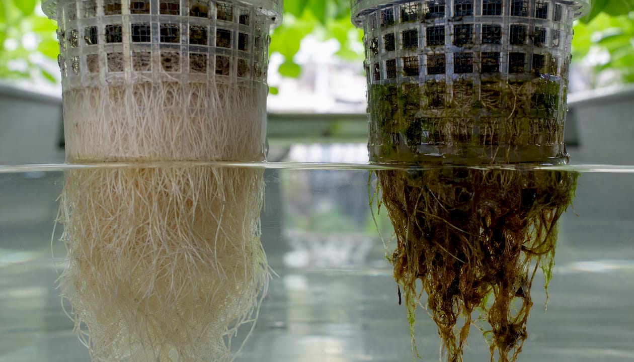 Healthy vs root rot hydroponic plant roots close-up
