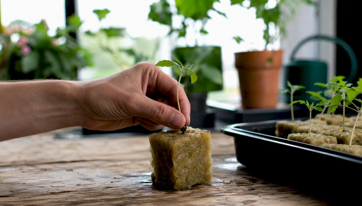 Hand placing seedling in rockwool cube