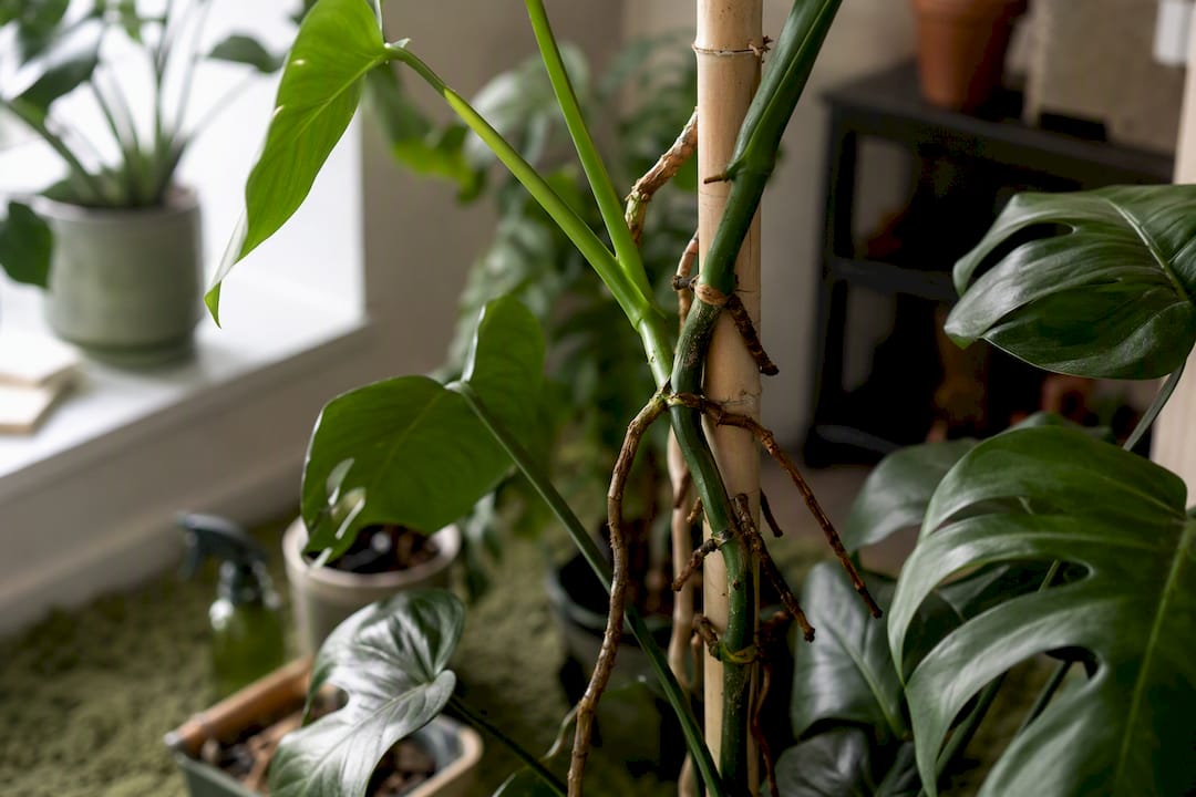 Monstera aerial roots growing on moist support pole