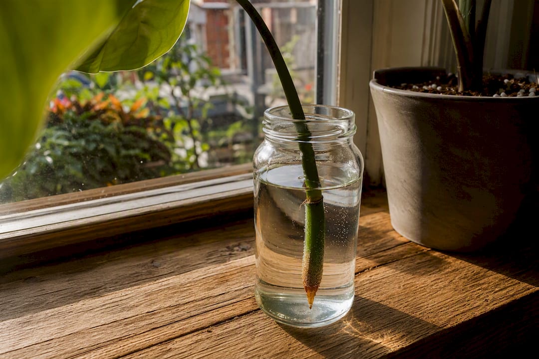 Aroid aerial root tip submerged in water jar