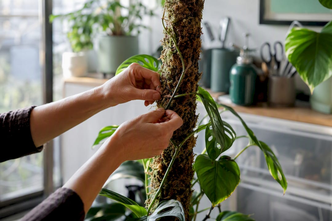Hands attaching aroid aerial root to moss pole