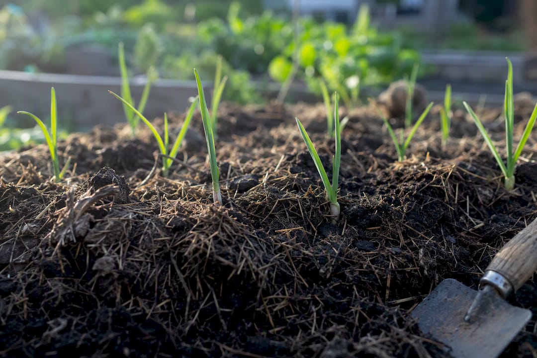 Garlic sets planted in mulched garden bed