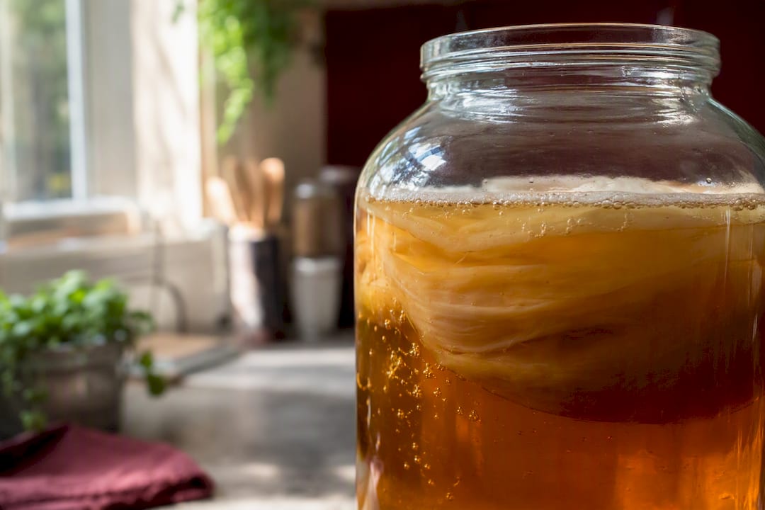 Close-up of kombucha SCOBY in jar