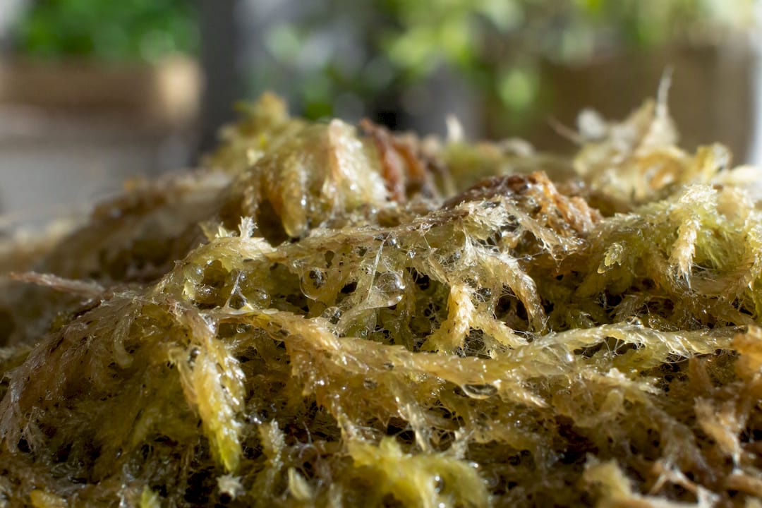 Close-up of sphagnum moss fibers with water droplets