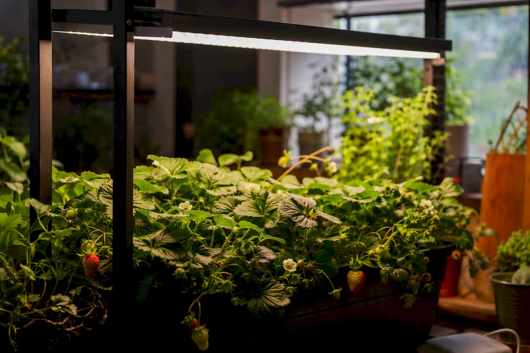 Strawberry plants under LED grow lights