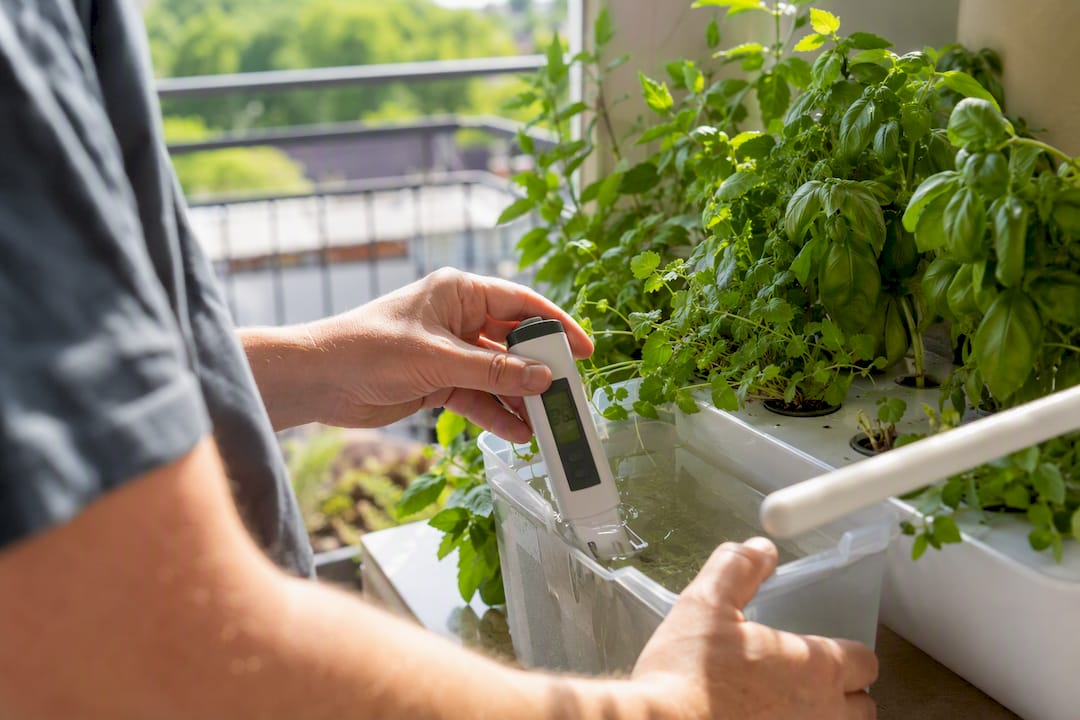 Hands testing pH in hydroponic water