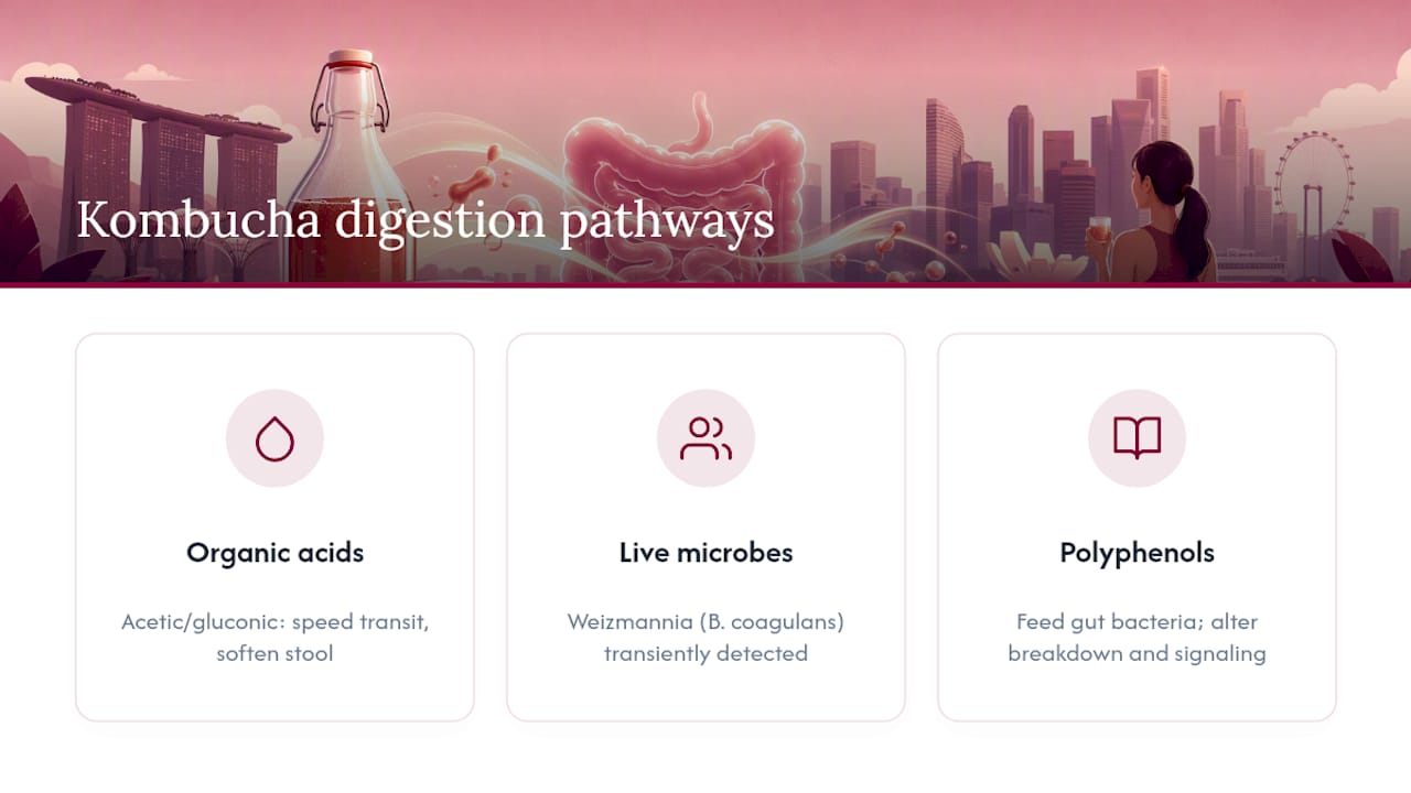 Three proposed kombucha digestion mechanisms