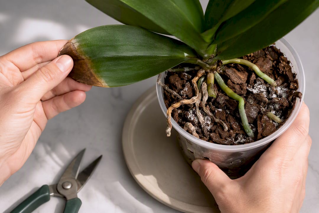 Orchid showing leaf tip and salt damage
