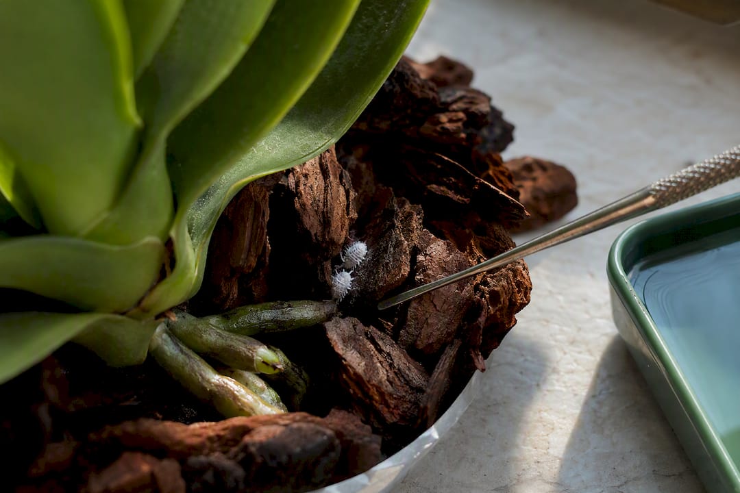 Mealybugs hiding in orchid potting bark