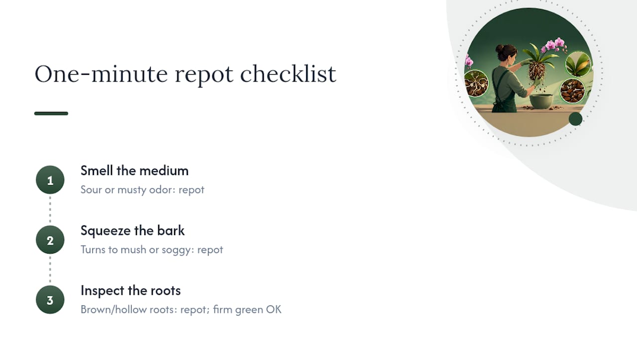 Three-step orchid repotting health checklist
