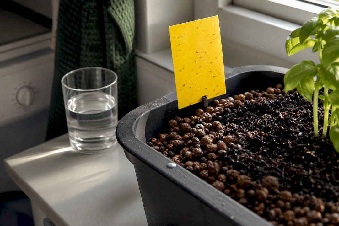 Yellow sticky trap beside hydroponic growing medium