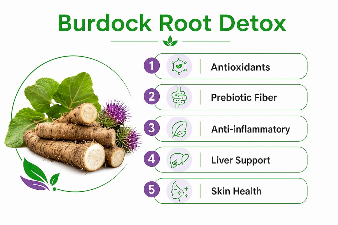 Infographic summarizing burdock root detox benefits
