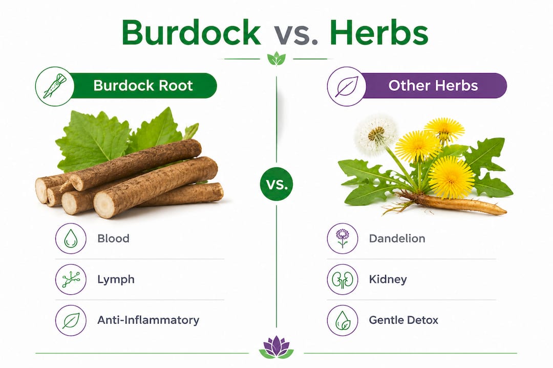Infographic comparing burdock root and other herbs in the protocol