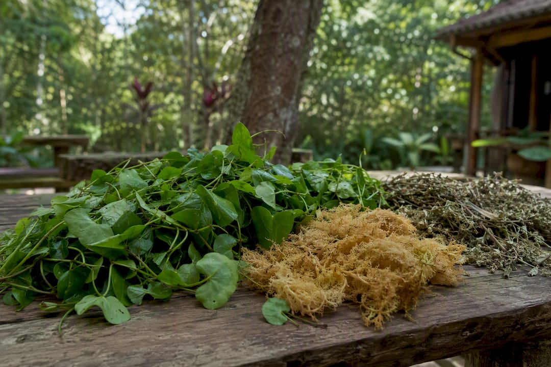 Fresh alkaline herbs on rustic table
