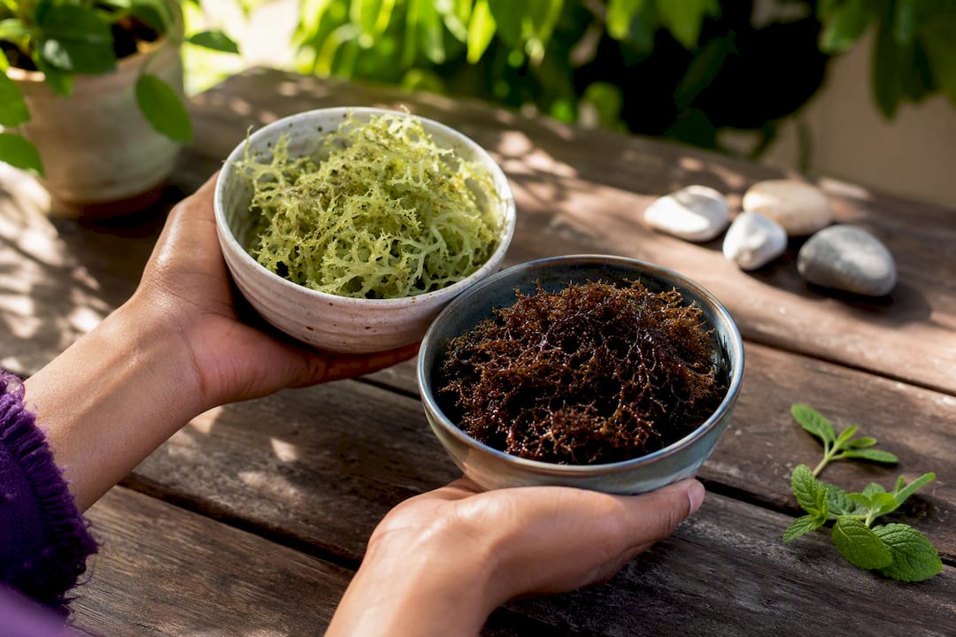 Two bowls with different sea moss samples