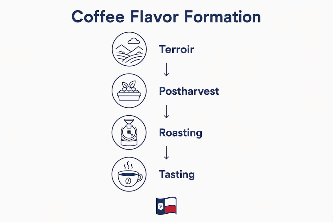 Infographic illustrating coffee flavor formation process
