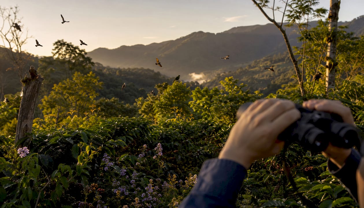 Birds and biodiversity on a shade-grown coffee farm