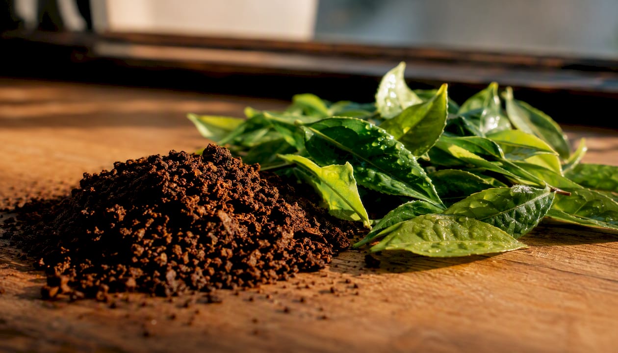 Coffee grounds and green tea leaves close-up