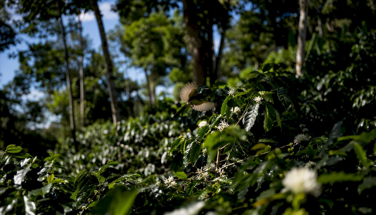 Shade coffee farm with bird and insect biodiversity