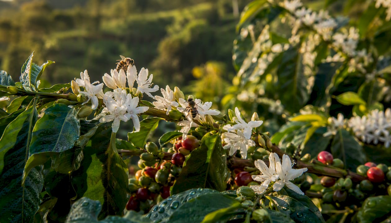 Bees pollinating coffee blossoms