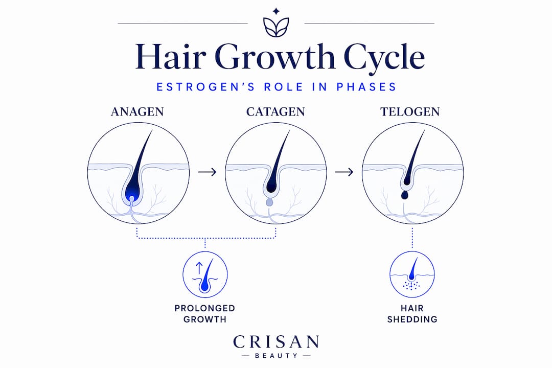 Infographic illustrating hair growth cycle phases influenced by estrogen