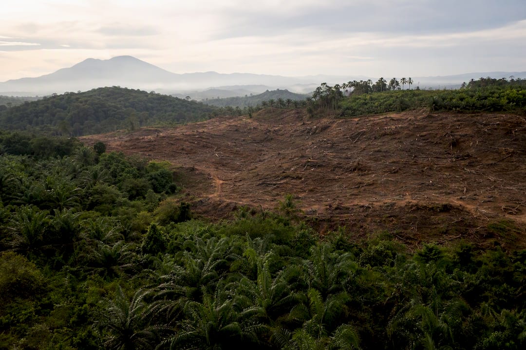 Palm oil plantation and deforestation