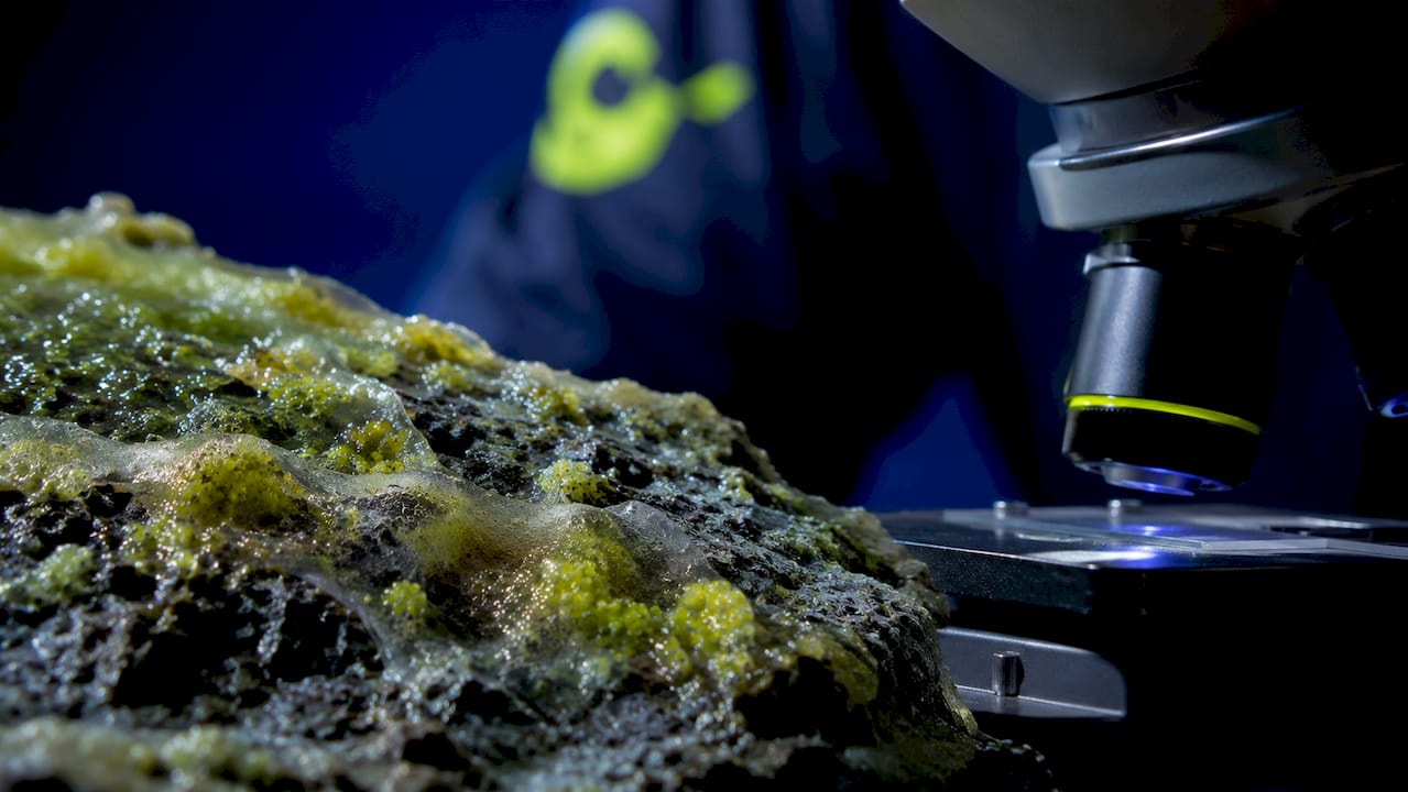 Close-up of protective biofilm layer around bacteria