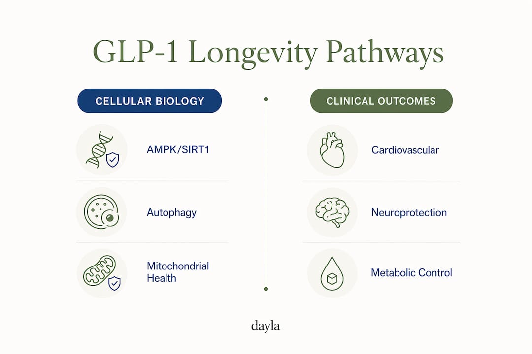 Infographic comparing GLP-1 cellular biology and clinical outcomes
