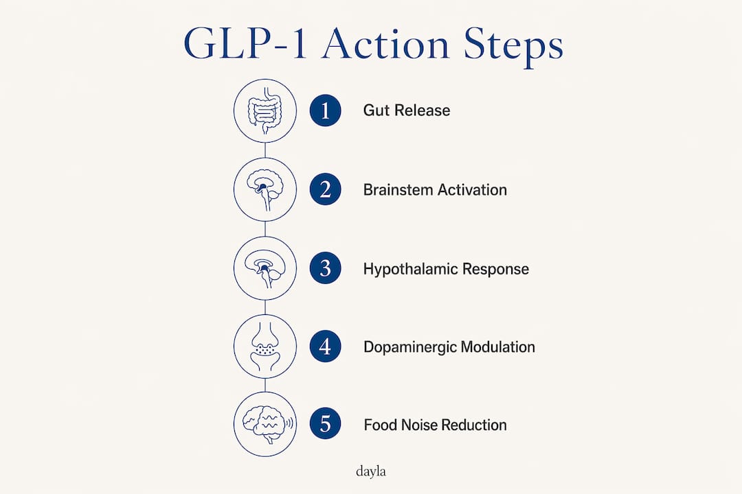 Infographic illustrating GLP-1 neurochemical action steps