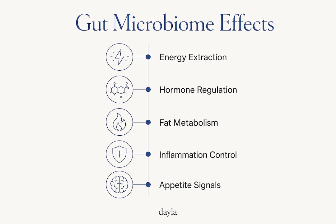 Infographic showing gut microbiome effects on weight