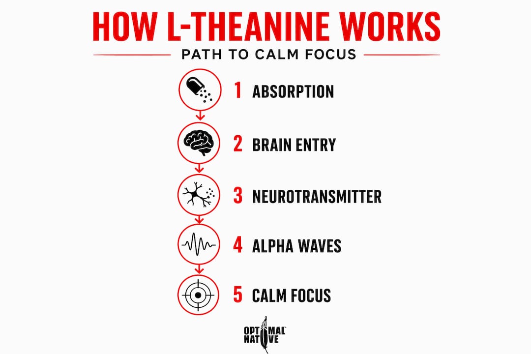 Infographic illustrating l-theanine process for calming focus