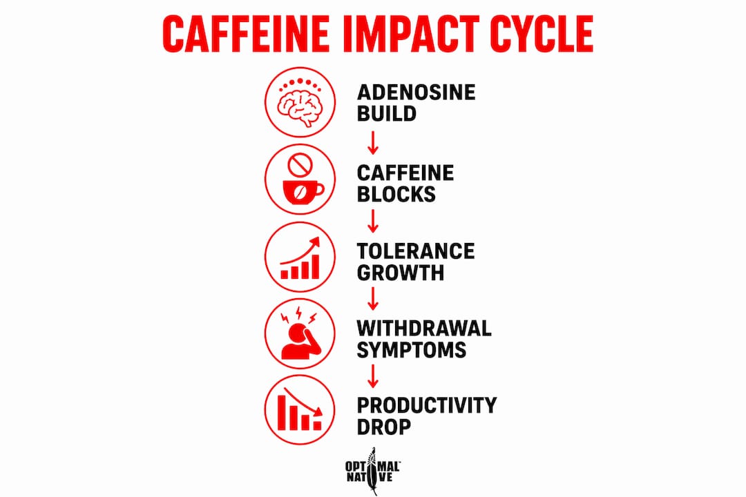 Infographic illustrating caffeine’s productivity cycle