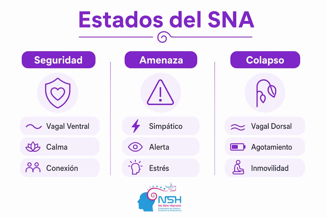 Infografía que muestra las diferencias entre los estados del sistema nervioso autónomo y los síntomas de la ansiedad