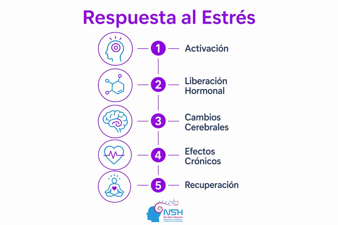 Infografía sobre cómo reacciona el cerebro ante situaciones de estrés