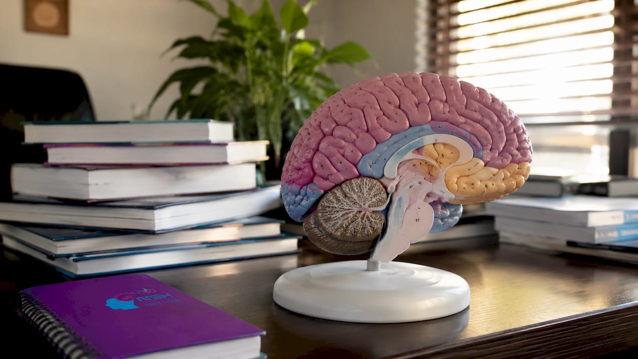Maqueta anatómica del cerebro utilizada en el laboratorio clínico