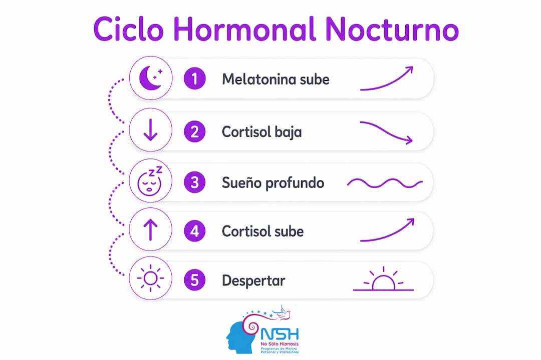 Infografía sobre cómo varía el ciclo hormonal durante la noche y su relación con el sueño