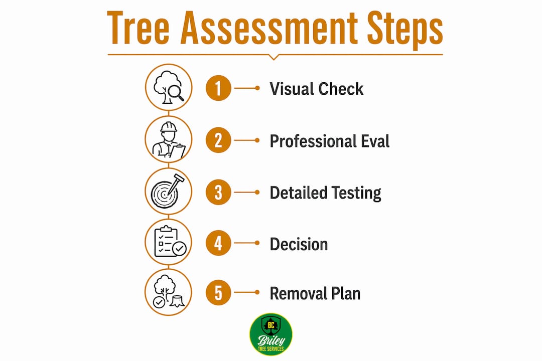 Infographic showing steps for tree removal assessment