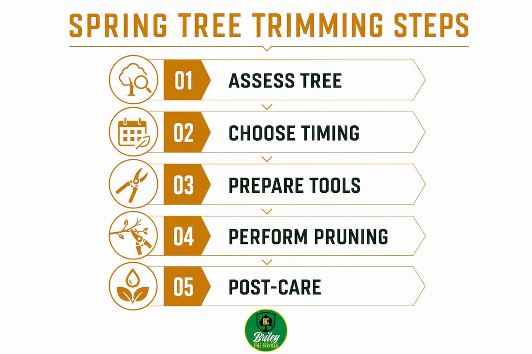 Infographic showing key steps for spring tree trimming