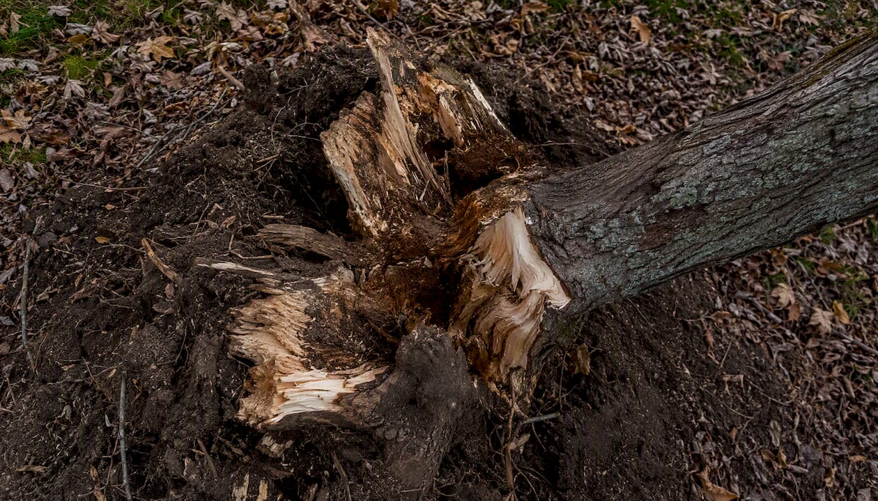 Close-up of tree root plate and trunk base damage