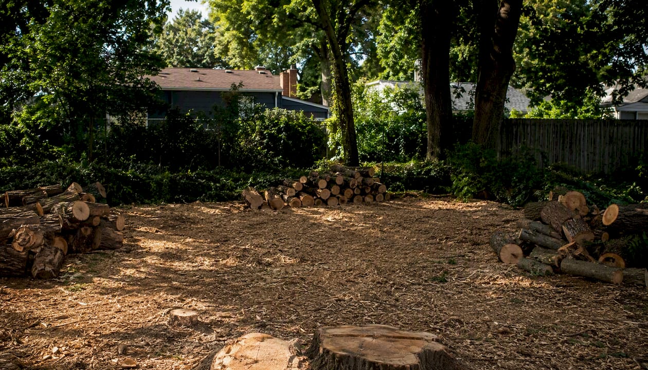 Staged tree removal site with stacked wood and chips