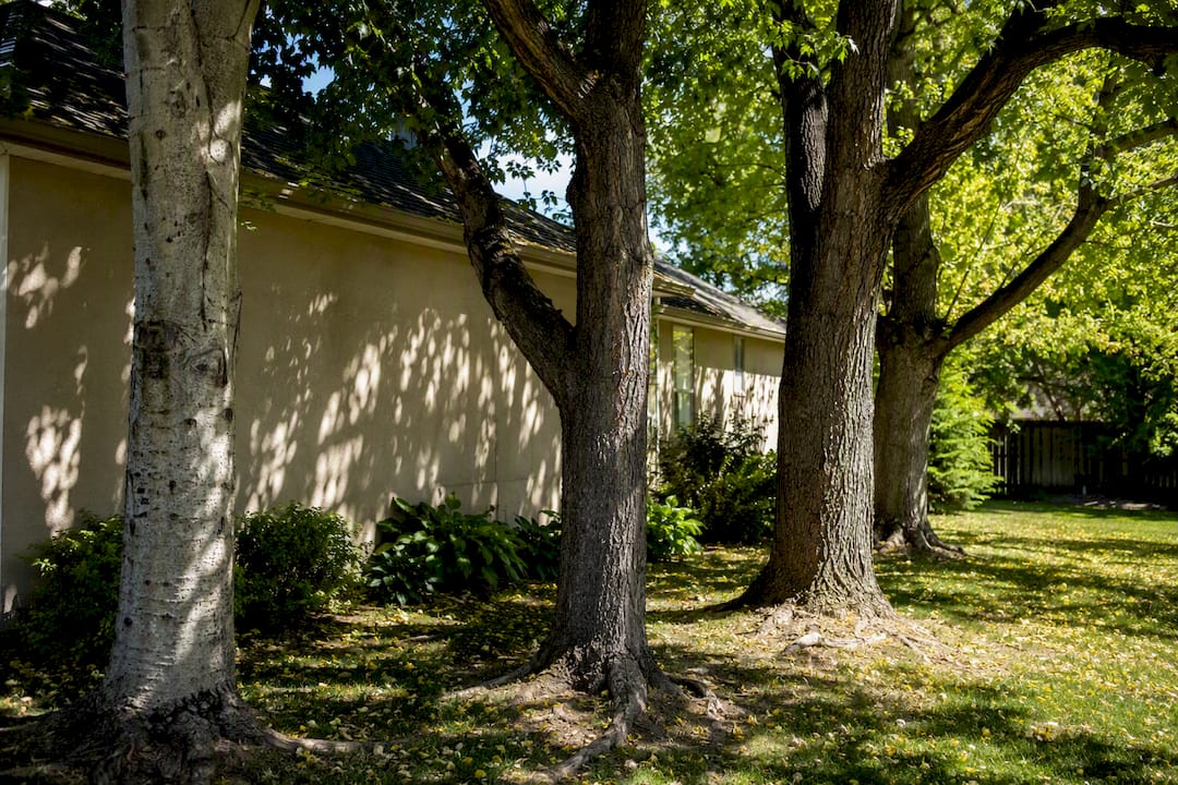 Mature oak, poplar, and ash trees near house foundation