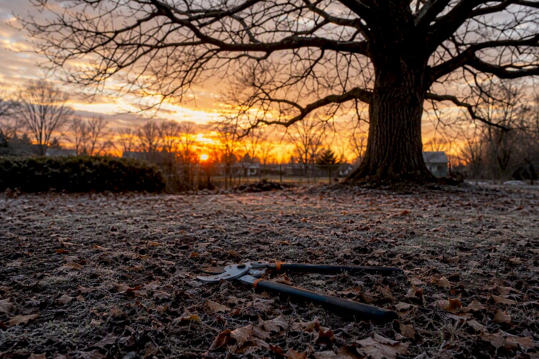 Dormant oak tree in winter with pruning tools